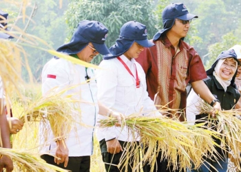 Stok Beras Surplus, Distan Kabupaten Cirebon Sebut Fenomena El Nino Picu Kenaikan Harga
