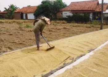 Stok Menipis, Harga Gabah semakin Mahal