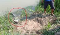 Penemuan Mayat di Indramayu, Berusia Pelajar SMP Tergeletak Penuh Luka di Tepi Sungai Sukatani
