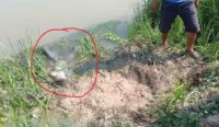 Penemuan Mayat di Indramayu, Rintihan Menyayat Hati MR Sebelum Tewas Dibuang ke Sungai oleh Ibu Kandung