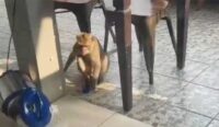Monyet Liar Bikin Resah Warga RW 04 Kejaksan Kota Cirebon