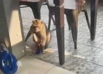 Monyet Liar Bikin Resah Warga RW 04 Kejaksan Kota Cirebon