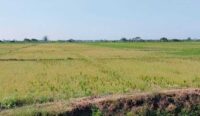 Petani Cemas Soal Air, Musim Tanam Rendeng di Cirebon dan Indramayu Terlambat