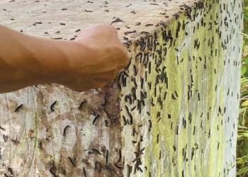 Ribuan Ulat Bulu Serang Permukiman Warga Desa Sampiran Talun