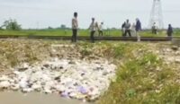Belasan Tahun, Pengairan Ribuan Hektare Sawah di Cirebon Timur Tersendat