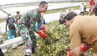 Bupati Cirebon dan TNI Bersihkan Sungai Sigranala, Cegah Banjir di Puncak Musim Penghujan