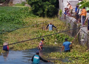 Sungai Asem Jajar Dipenuhi Eceng Gondok, Aliran Air Tersendat, Desa Surakarta Terancam Banjir