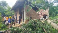 Pohon Tumbang di Cirebon, Menimpa Rumah Warga di Gumulunglebak Saat Penghuni Ada di Dalam
