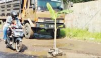 Warga Tanam Pohon Pisang di Jalan Kalijaga-Suci Cirebon, Rusak Gegara Kendaraan Besar