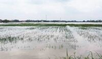 Banjir di Cirebon Timur, 943,5 Hektare Sawah Terendam, Kerugian Petani Capai Rp6,48 Miliar