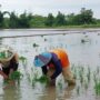 Distan Kabupaten Cirebon Langsung Usulkan Tambahan Kuota Pupuk Subsidi