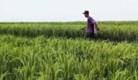 Petani Cirebon Gunakan Pupuk Organik, Produksi Padi Meningkat 30 persen