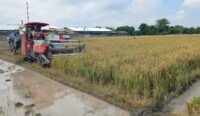 Petani Cirebon Tak Rasakan Manfaat Kenaikan Harga Beras, Malah Memberatkan