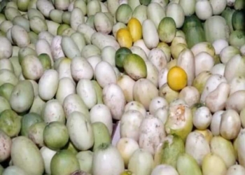 Petani Timun Suri Meraup Berkah di Bulan Ramadan