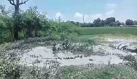 Semburan Lumpur Bercampur Gas di Indramayu Ancam Puluhan Hektare Sawah