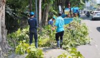 Tak Semua Boleh Cuti Lebaran Idulfitri, Petugas Pertamanan dan Juru Pangkas Pohon di Kota Cirebon Wajib Piket