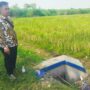 Petani di Beringin Cirebon Terancam Gagal Tanam