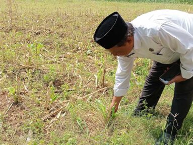 Kelompok Tani Sorgum Beber Diminta Usulkan Kebutuhan ke Dinas Pertanian Kabupaten Cirebon