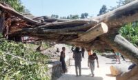 Akar Lapuk Dimakan Usia, Pohon Besar Puluhan Tahun di Cimandung Cirebon Tumbang