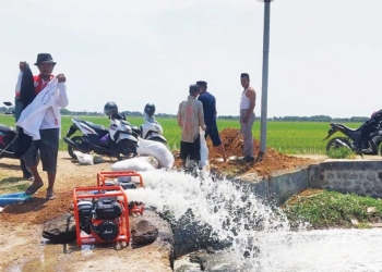 Kekeringan dan Air Laut Ancam Pertanian Suranenggala Cirebon