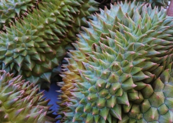 Durian di Kuningan, Berikut 5 Varietas yang Jadi Unggulannya, Cocok Dinikmati saat Liburan Tahun Baru 2025