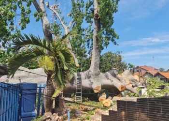 Mitologi Randu Gede, Simbol Tumbang dan Runtuhnya Kekuasaan di Indramayu