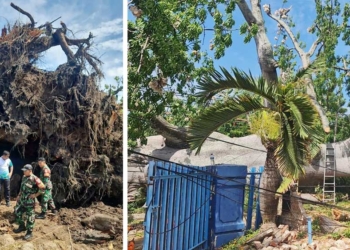 Pohon Tumbang di Indramayu, Randu Gede Berusia 5 Abad Roboh, Ajaibnya Tak Ada Satupun Rumah yang Rusak