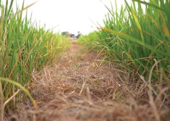 Hama Tikus Serang Puluhan Ribu Hektare Sawah di Indramayu