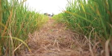 Hama Tikus Serang Puluhan Ribu Hektare Sawah di Indramayu