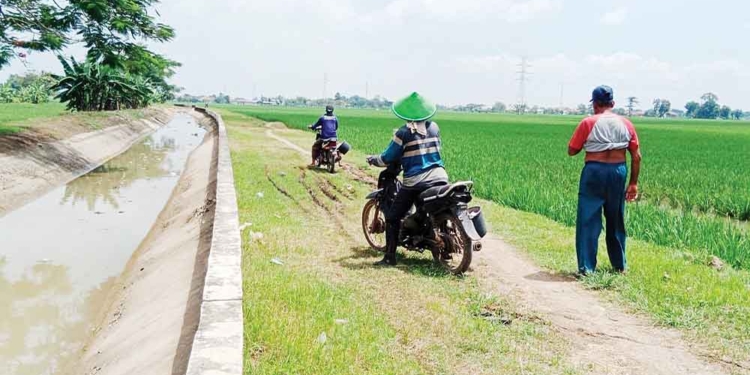 Petani Perbatasan Butuh Diperhatikan, Minta Pemkab Cirebon dan Indramayu Sinergi Bangun Infrastruktur