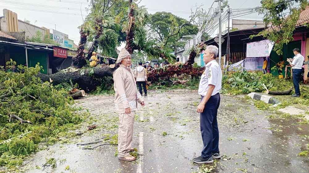 Pohon Berusia Puluhan Tahun Tumbang Tutup Akses Losari-Ciledug Cirebon