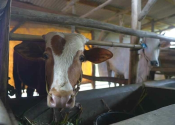 Jelang Idul Adha DKPPP Kota Cirebon Bentuk Tim Medis Kesehatan Hewan