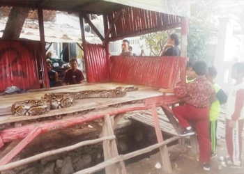 Diduga Hendak Memangsa Hewan Peliharaan, Ular Sanca Panjang 7 meter Ditangkap Warga Suranenggala Cirebon