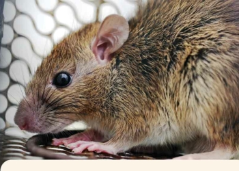 Desa Melakasari Cirebon KLB Leptospirosis, Menular dan Mematikan, Dinkes Instruksikan Pencegahan