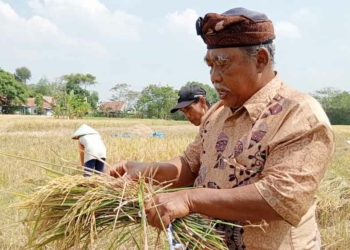 Metode Semi Organik Bikin Petani Padi Desa Sampiran Cirebon Tertarik, Biaya Irit Hasil Panen Melimpah