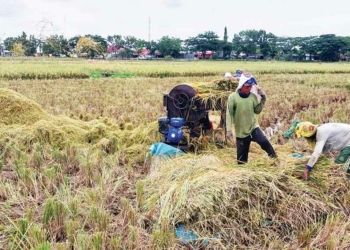 Diserang Hama, Petani Cirebon Merugi, Hasil Panen Berkurang 50 persen, Harga Gabah rendah