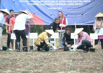 Pemkab Cirebon Tanam Sorgum, Wujudkan Ketahanan Pangan, Alternatif Pangan Baru
