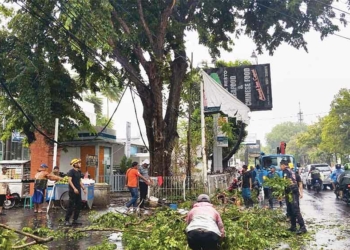 Pohon Tumbang di Cirebon Timpa Pedagang Buah