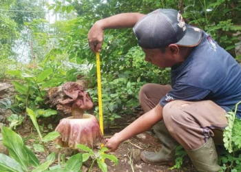 Fenomena Langka Hebohkan Warga Cirebon, Bunga Bangkai Raksasa Tumbuh di Desa Kubang