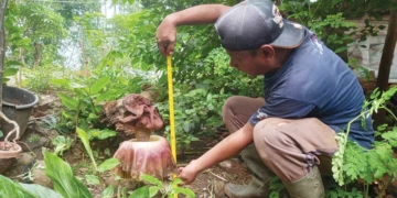 Fenomena Langka Hebohkan Warga Cirebon, Bunga Bangkai Raksasa Tumbuh di Desa Kubang