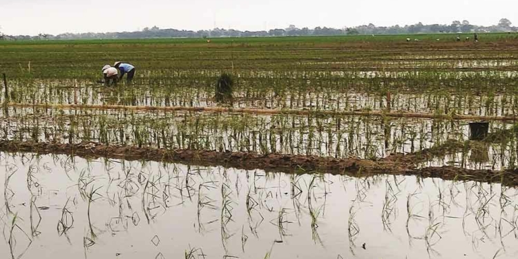 Tetapkan 44.000 Ha Lahan Sawah Abadi, Dikunci Melalui Perda RTRW, Pastikan Tidak Ada Alih Fungsi di Kabupaten Cirebon