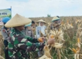 Bupati Cirebon Apresiasi Program Ketahanan Pangan Polresta Cirebon, dari Lahan Kurang Produktif Hasilkan Jagung Pipil 15 Ton