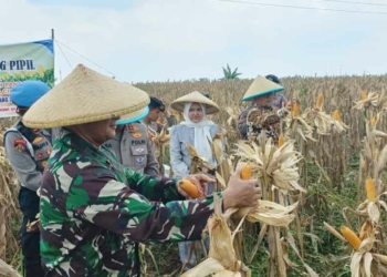 Bupati Cirebon Apresiasi Program Ketahanan Pangan Polresta Cirebon, dari Lahan Kurang Produktif Hasilkan Jagung Pipil 15 Ton