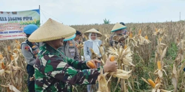 Bupati Cirebon Apresiasi Program Ketahanan Pangan Polresta Cirebon, dari Lahan Kurang Produktif Hasilkan Jagung Pipil 15 Ton