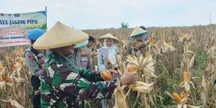 Bupati Cirebon Apresiasi Program Ketahanan Pangan Polresta Cirebon, dari Lahan Kurang Produktif Hasilkan Jagung Pipil 15 Ton