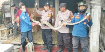 Ular Piton Panjang 3 meter Jatuh dari Plafon, Ditemukan di Atas Meja Makan Warga Gebang Kulon Cirebon