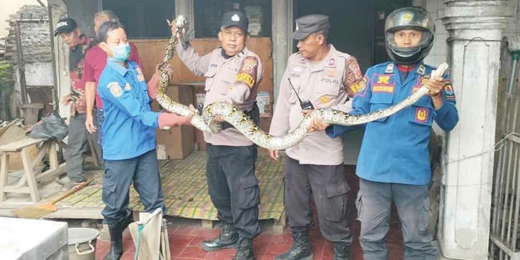 Ular Piton Panjang 3 meter Jatuh dari Plafon, Ditemukan di Atas Meja Makan Warga Gebang Kulon Cirebon