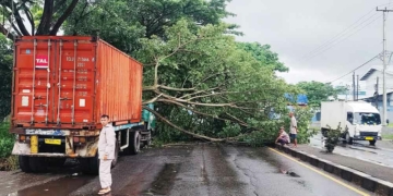 Truk Kontainer Tertimpa Pohon Tumbang di Cirebon