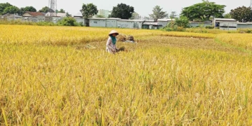 Produksi Beras Kabupaten Cirebon Turun Signifikan