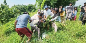 Warga Cigobang Cirebon Kompak Cabuti Pohon Sawit